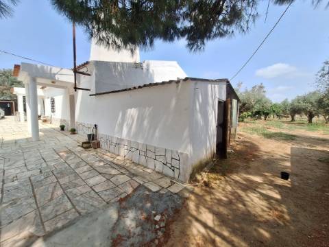 Quinta T4