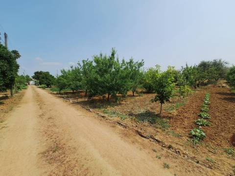 Quinta T4