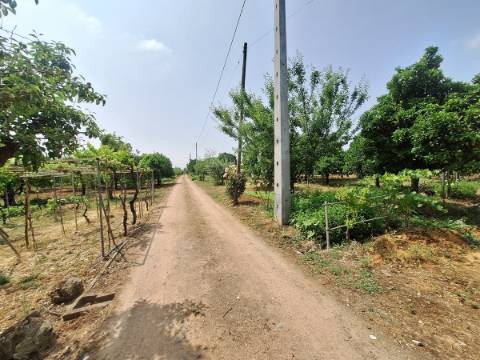 Quinta T4