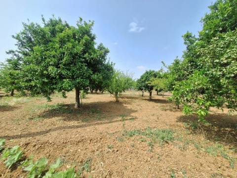 Quinta T4