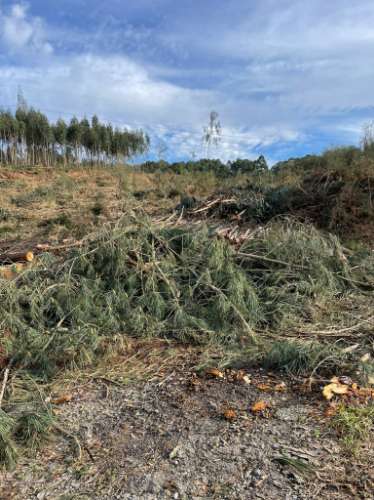 Terreno urbano em Sandim para construção