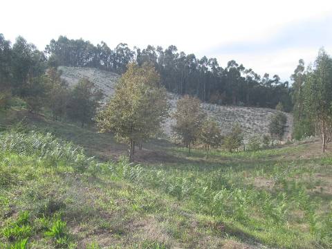 Terreno de 20000m2 com Casa de um pavimento com 6 divisões em Moira - freguesia de Constance