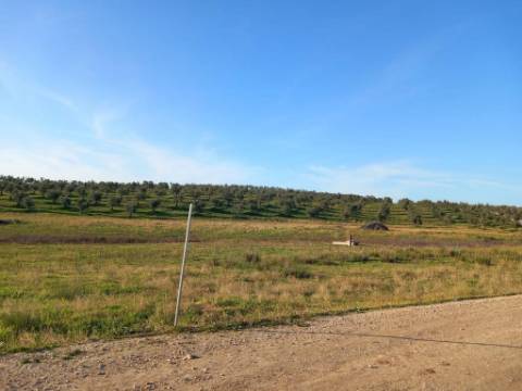 Sociedade Agrícola à Venda Exploração de Grande Dimensão com Recursos Hídricos Garantidos