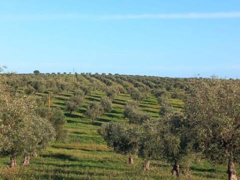 Sociedade Agrícola à Venda Exploração de Grande Dimensão com Recursos Hídricos Garantidos
