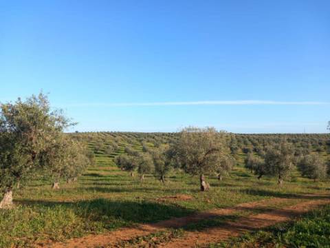 Sociedade Agrícola à Venda Exploração de Grande Dimensão com Recursos Hídricos Garantidos