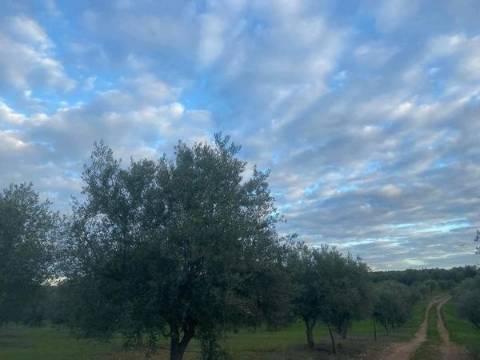 Sociedade Agrícola à Venda Exploração de Grande Dimensão com Recursos Hídricos Garantidos