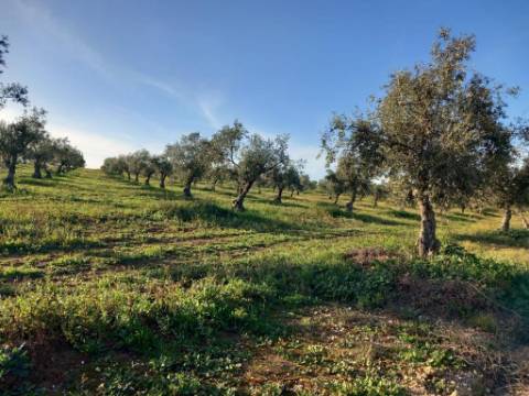 Sociedade Agrícola à Venda Exploração de Grande Dimensão com Recursos Hídricos Garantidos
