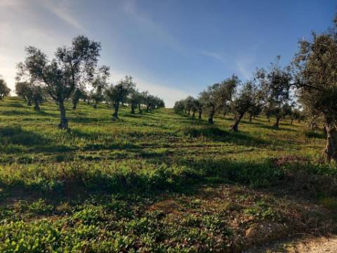 Sociedade Agrícola à Venda Exploração de Grande Dimensão com Recursos Hídricos Garantidos