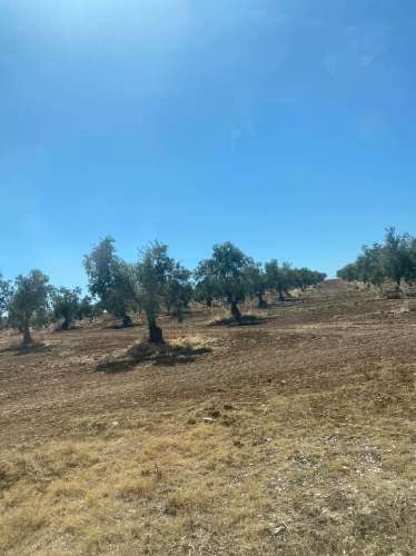Sociedade Agrícola à Venda Exploração de Grande Dimensão com Recursos Hídricos Garantidos