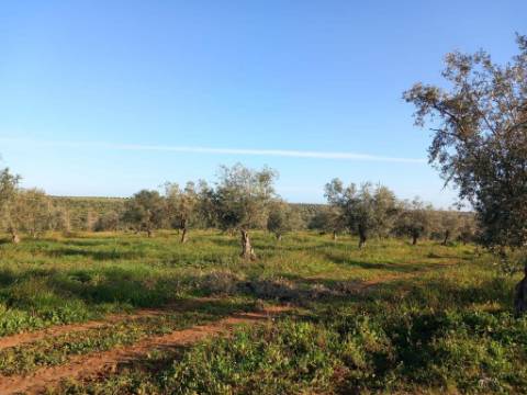 Sociedade Agrícola à Venda Exploração de Grande Dimensão com Recursos Hídricos Garantidos