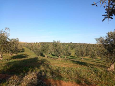 Sociedade Agrícola à Venda Exploração de Grande Dimensão com Recursos Hídricos Garantidos