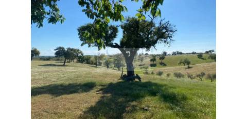 Propriedade com 6,625 hectares em Serpa / Baixo Alentejo