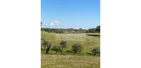 Propriedade com 6,625 hectares em Serpa / Baixo Alentejo