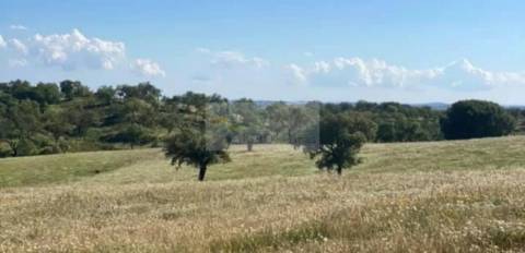 Propriedade com 6,625 hectares em Serpa / Baixo Alentejo