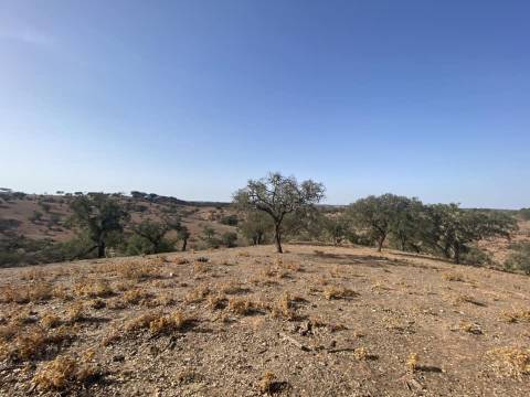 Propriedade de 35 ha - com Monte em Ruínas em Serpa