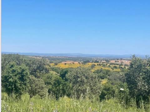 Herdade com 154 hectares em Reguengos de Monsaraz I FORTE POTENCIAL DE RENTABILIDADE