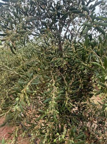 Venda de Sociedade Agrícola com Olival Superintensivo de Elevada Rentabilidade