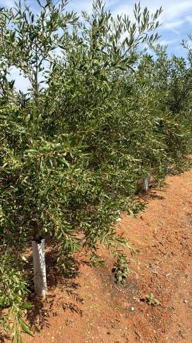 Venda de Sociedade Agrícola com Olival Superintensivo de Elevada Rentabilidade
