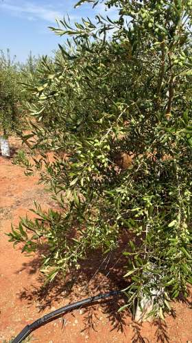 Venda de Sociedade Agrícola com Olival Superintensivo de Elevada Rentabilidade