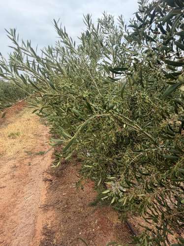 Venda de Sociedade Agrícola com Olival Superintensivo de Elevada Rentabilidade
