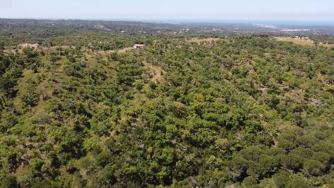 6,00Ha Melides | Com Casa