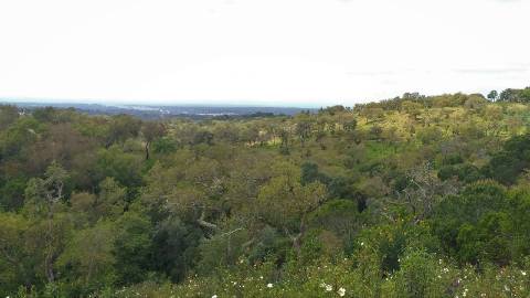 6,00Ha Melides | Com Casa