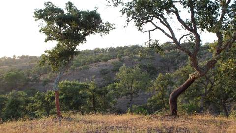 6,00Ha Melides | Com Casa
