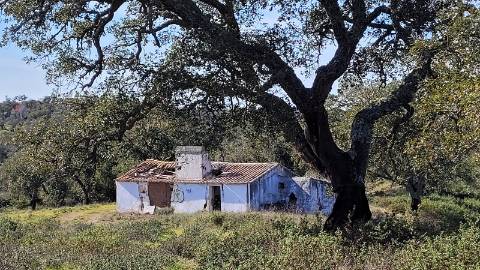 9,25Ha Melides | Com Ruina