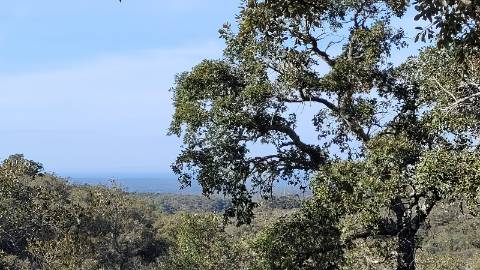 9,25Ha Melides | Com Ruina