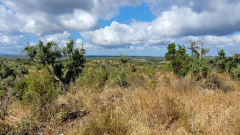 25,10Ha S. Bartolomeu Serra