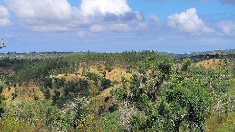 25,10Ha S. Bartolomeu Serra