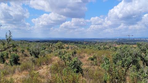 25,10Ha S. Bartolomeu Serra