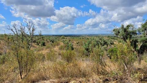 25,10Ha S. Bartolomeu Serra