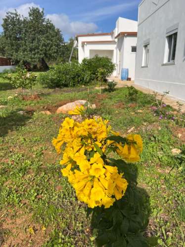 Casa de Campo T2 + T1 Independente | Santo Estevão, Tavira