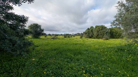 Quinta com 36.960m² à Venda na Fuseta - Junto à Ria Formosa