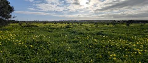 Quinta com 36.960m² à Venda na Fuseta - Junto à Ria Formosa