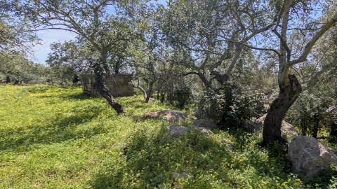 Terreno com duas casas: oportunidade em Santo Estêvão, Tavira