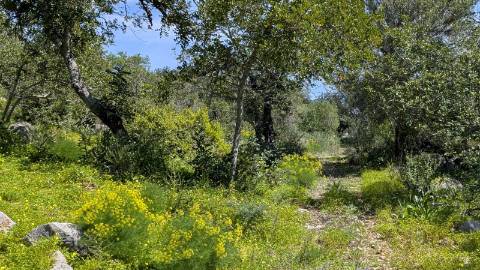 Terreno com duas casas: oportunidade em Santo Estêvão, Tavira
