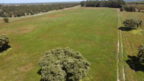 Herdade de 22,45 Hectares no Alentejo com Ruína de 240 m² e Potencial Único

