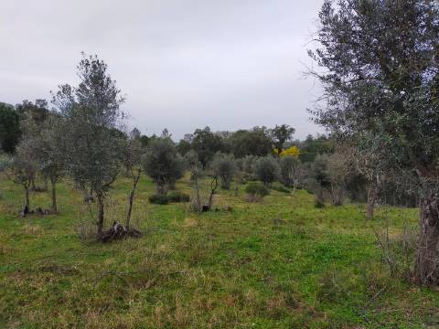 QUINTA COM 5HA DE TERRENO COM 500M2 URBANO - GALVEIAS - PONTE DE SOR