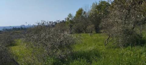 TERRENO AGRÍCOLA PARA VENDA - SOUTO DA CARPALHOSA