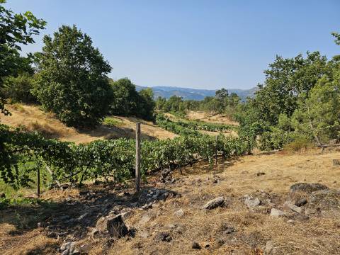 Quinta com Moradia T4 e anexo, em Leiradas, Rio Douro - Cabeceiras de Basto