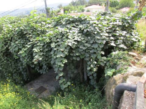 Quintinha em Roriz