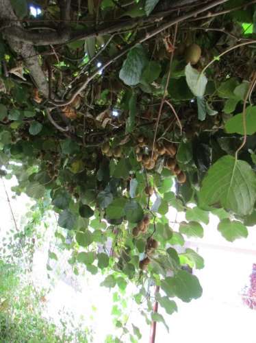 Quintinha em Roriz