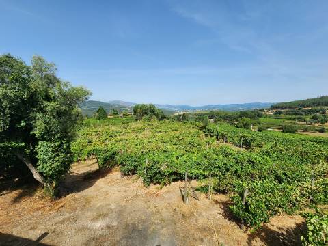 Quinta Vinícola em Atei, Mondim de Basto