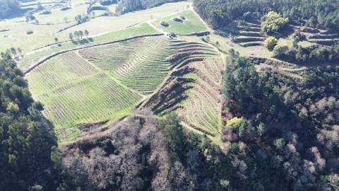 Terreno vinícola junto ao rio Tâmega