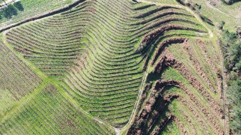 Terreno vinícola junto ao rio Tâmega