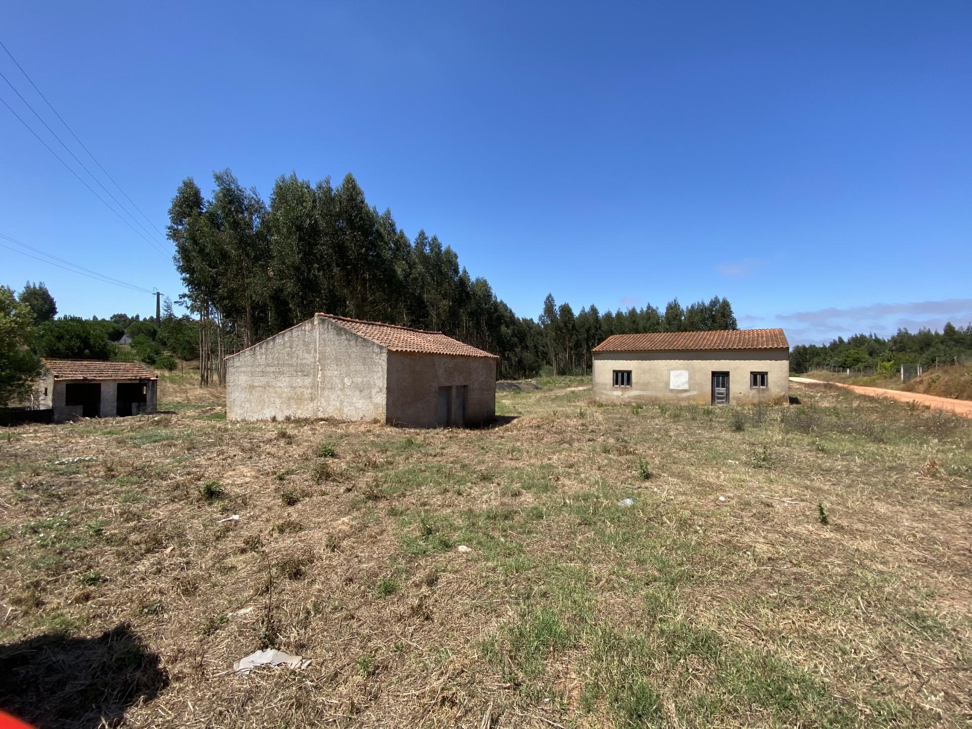 Refúgio no Campo: Casa Antiga com Terreno Plano e Eucaliptos