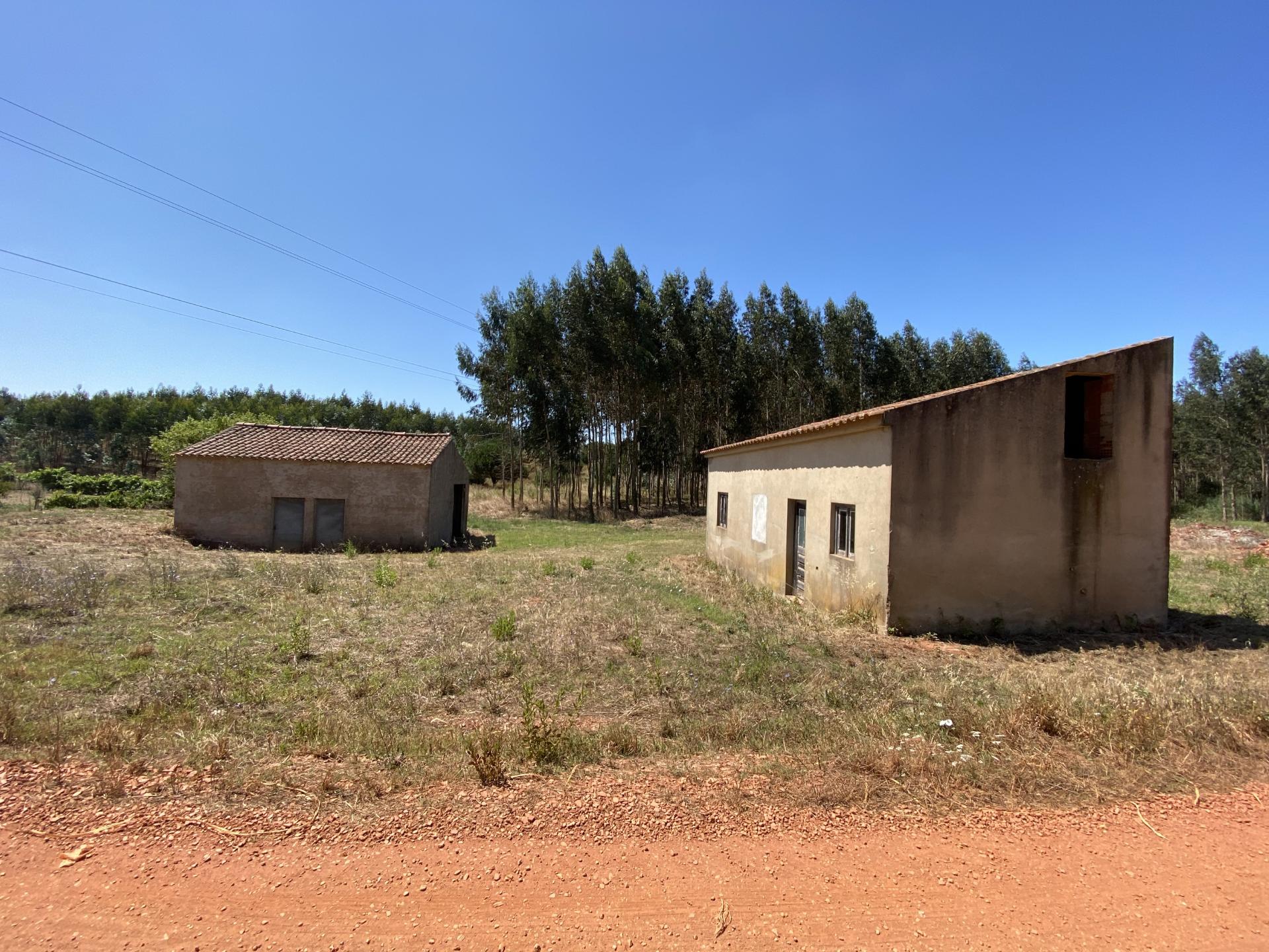 Refúgio no Campo: Casa Antiga com Terreno Plano e Eucaliptos