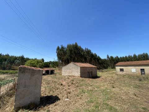 Refúgio no Campo: Casa Antiga com Terreno Plano e Eucaliptos